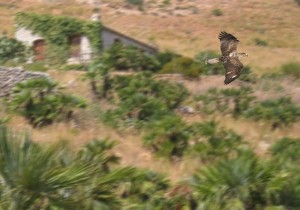 Een arend in natuurreservaat Lo Zingaro