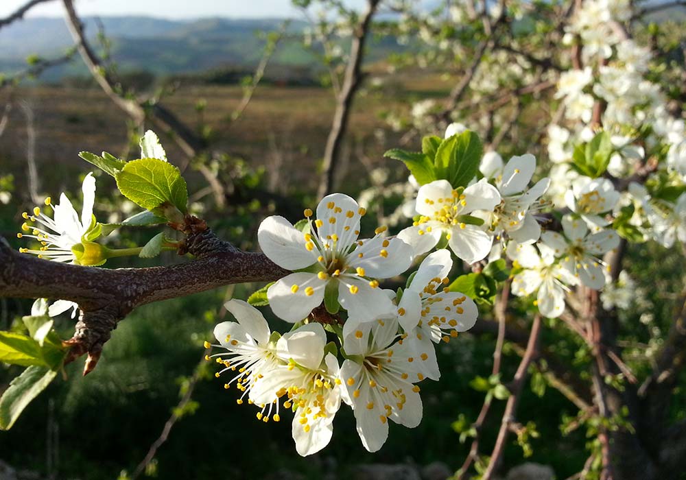 Spring in Sicily