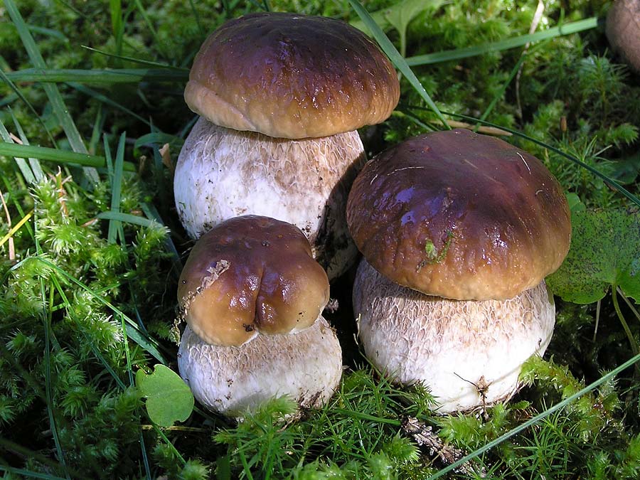 Sagra Castelbuono e i funghi in Castelbuono