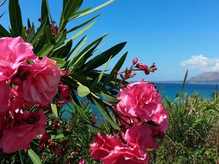 Flowers on the coast in the town of Trappeto